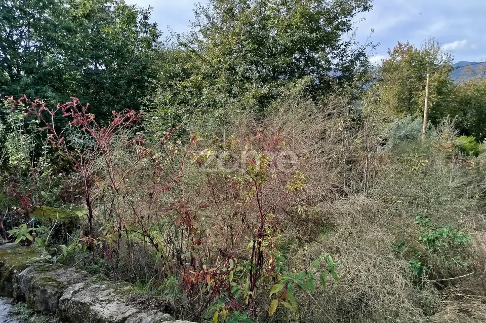 Dois lotes para construção com vários arvores de fruto, castalheiros — imagem 38
