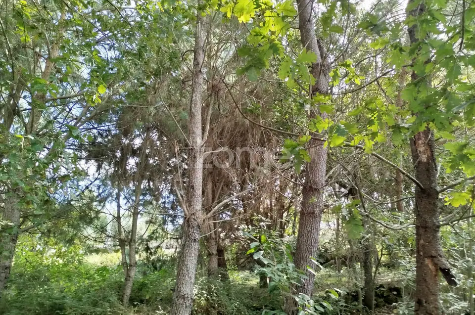 Dois lotes para construção com vários arvores de fruto, castalheiros — imagem 10