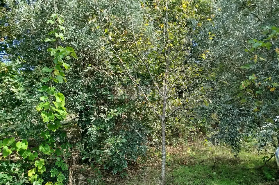 Dois lotes para construção com vários arvores de fruto, castalheiros — imagem 22