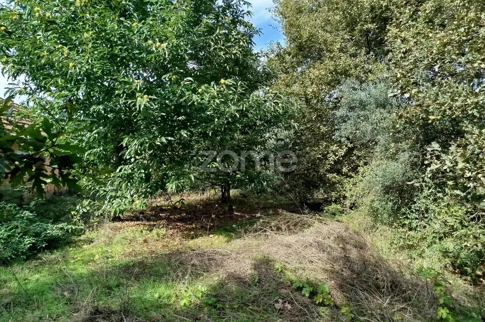 Dois lotes para construção com vários arvores de fruto, castalheiros — imagem 19