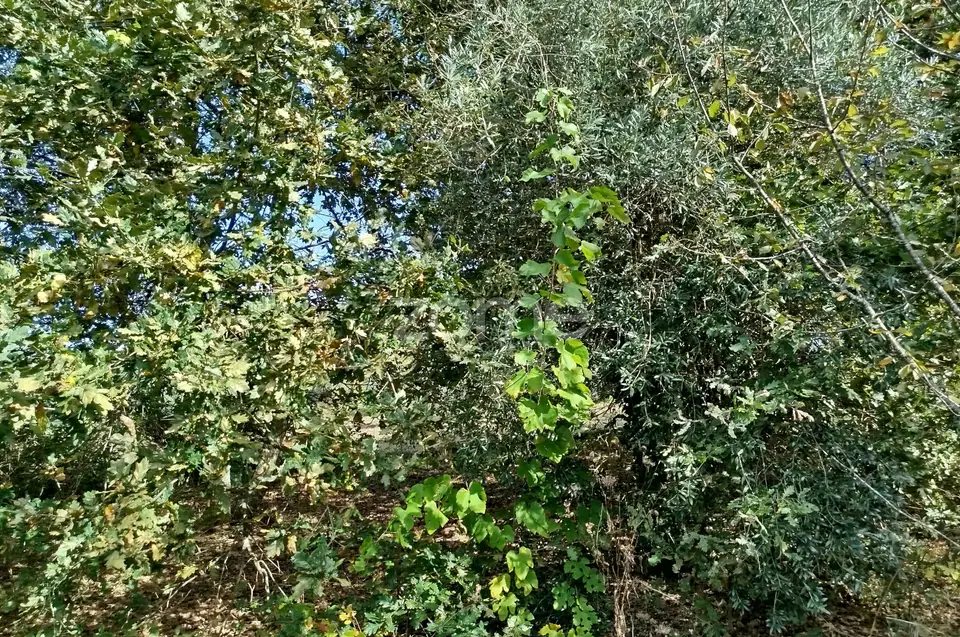 Dois lotes para construção com vários arvores de fruto, castalheiros — imagem 21