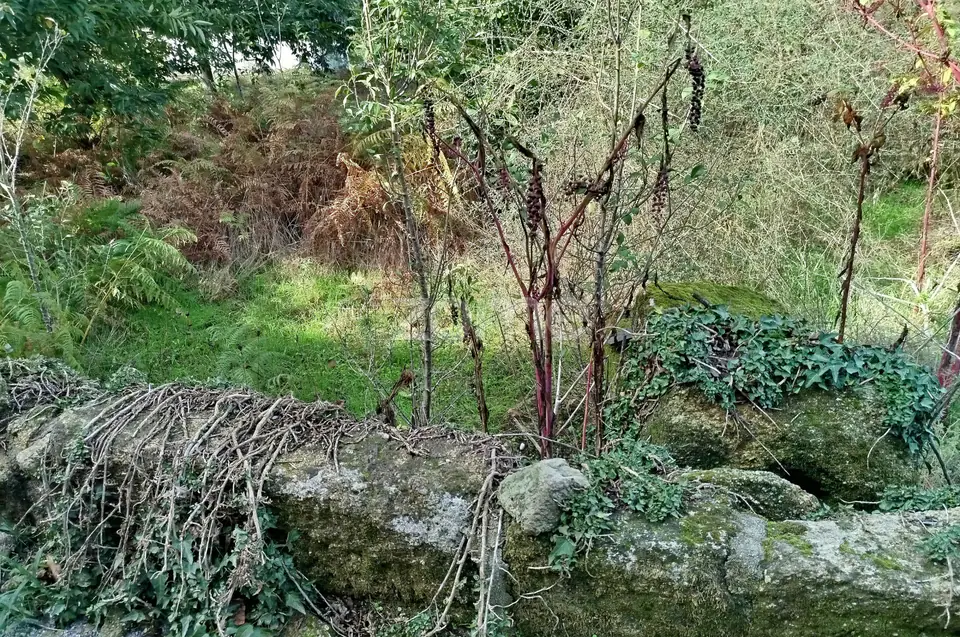 Dois lotes para construção com vários arvores de fruto, castalheiros — imagem 40