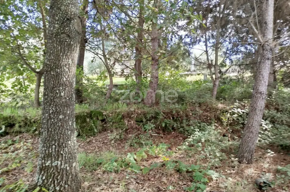 Dois lotes para construção com vários arvores de fruto, castalheiros — imagem 9