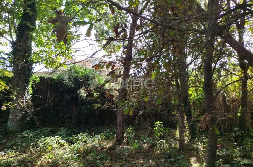 Dois lotes para construção com vários arvores de fruto, castalheiros — imagem 18