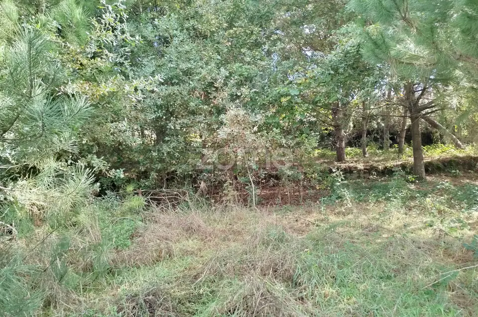 Dois lotes para construção com vários arvores de fruto, castalheiros — imagem 4