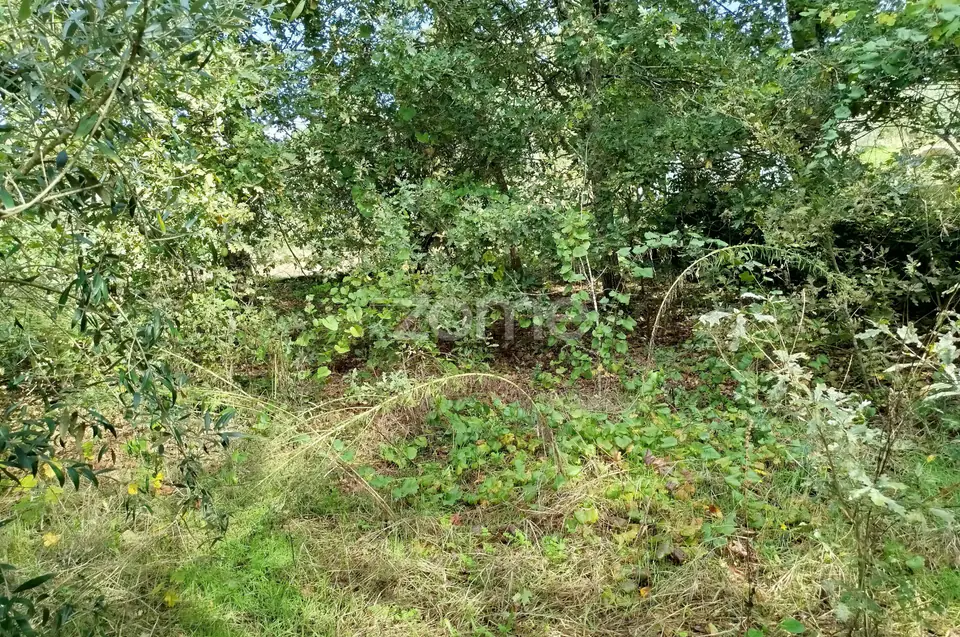 Dois lotes para construção com vários arvores de fruto, castalheiros — imagem 20