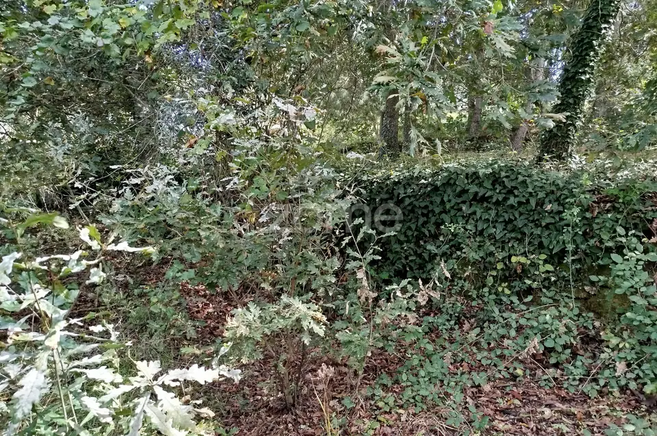 Dois lotes para construção com vários arvores de fruto, castalheiros — imagem 15