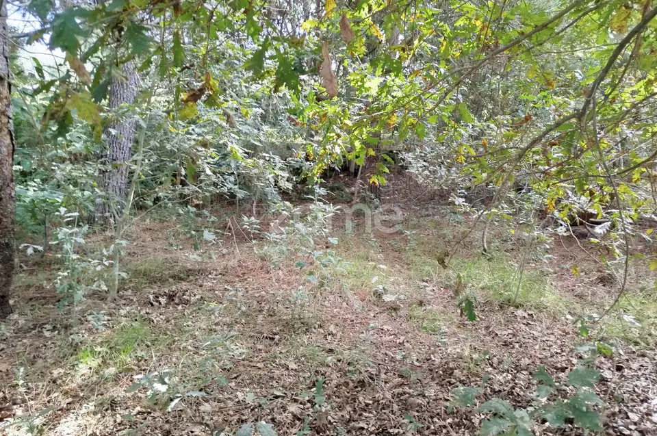 Dois lotes para construção com vários arvores de fruto, castalheiros — imagem 12