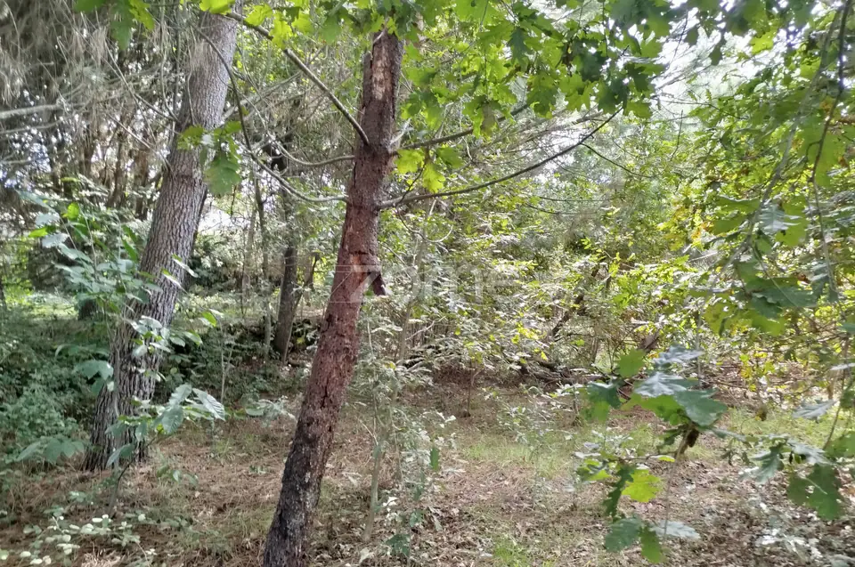 Dois lotes para construção com vários arvores de fruto, castalheiros — imagem 13