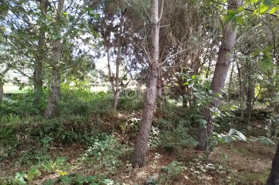 Dois lotes para construção com vários arvores de fruto, castalheiros — imagem 14