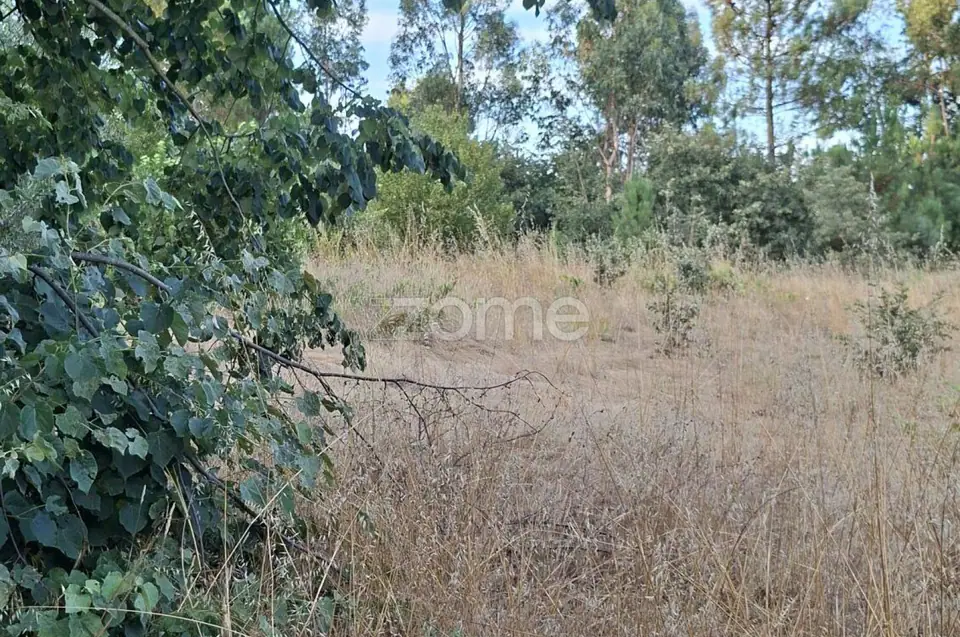 QUINTA COM CASA - Travanca de Lagos -Oliveira do Hospital — imagem 20