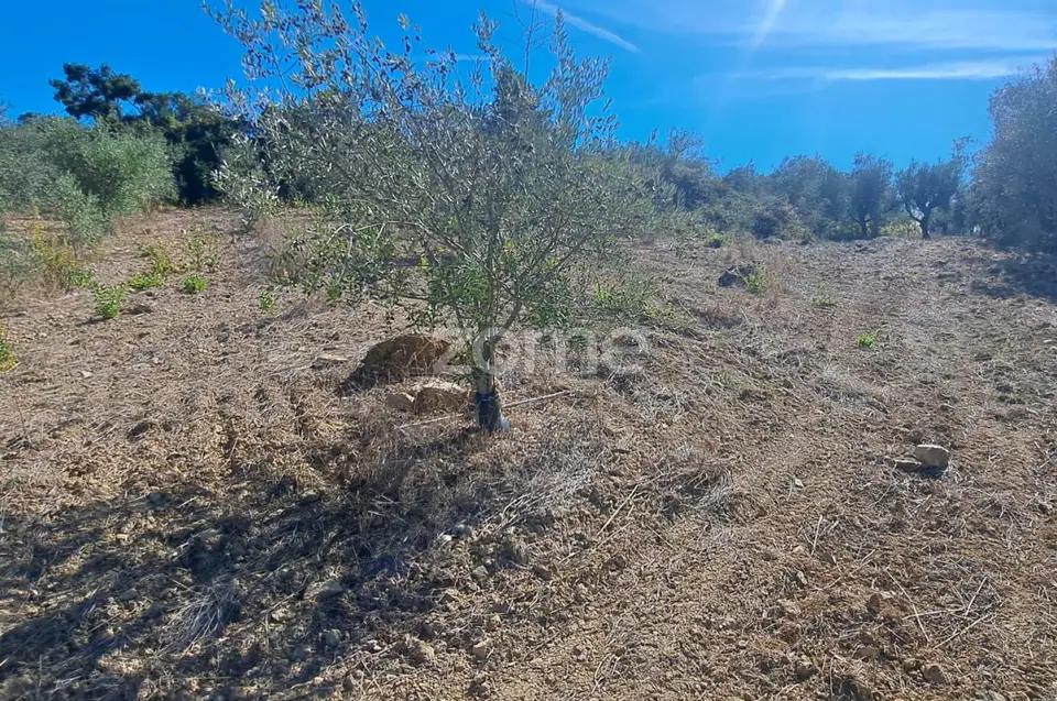 Terreno Rústico com 4.750 m² | EN110 | Almalaguês | Agrícola — imagem 5