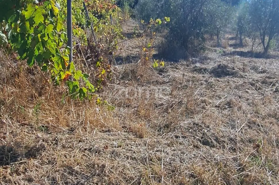 Terreno Rústico com 4.750 m² | EN110 | Almalaguês | Agrícola — imagem 4